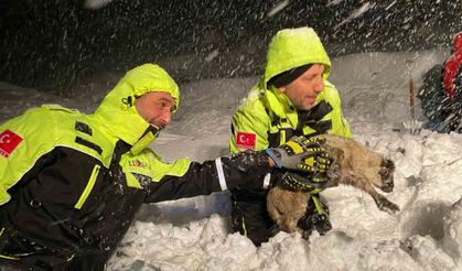 Artvin’de karın etkisiyle ahır çöktü, 50 küçükbaş hayvan telef oldu