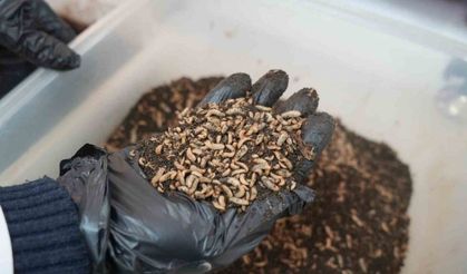 Bilim adamlarından organik atık yiyen siyah asker sineği böceği: "Yiyemedikleri hiçbir şey yok"