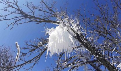 Hava sıcaklığı eksi 16’ya düştü, ağaç dalları böyle dondu