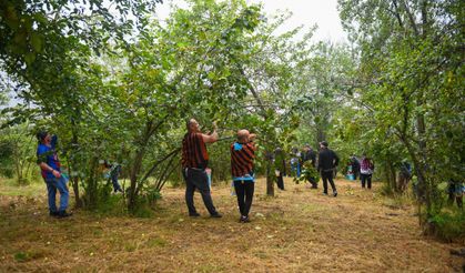 BAŞKAN KAYA VE GÖNÜLLÜLER, ÖĞRENCİLER İÇİN FINDIK TOPLADI