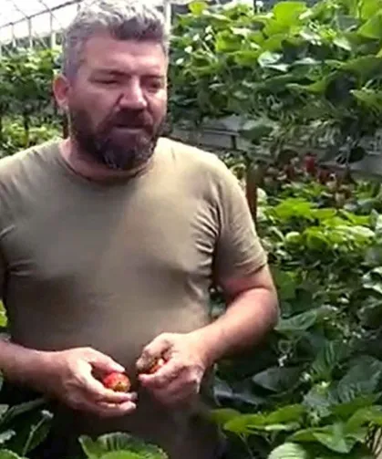 ÇİLEK'TE DEV HASAT!