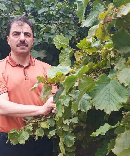 AKÇAABAT ZİRAAT ODASI BAŞKANLIĞINDAN FINDIK ÜRETİCİLERİNE AĞUSTOS AYI İÇİN UYARI!