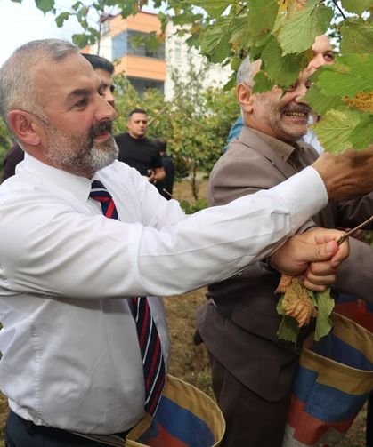 COĞRAFİ İŞARET TESCİLLİ ARSİN FOŞA FINDIĞI'NDA İLK HASAT YAPILDI