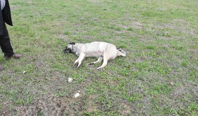 Sinop’ta aracın çarptığı köpek telef oldu