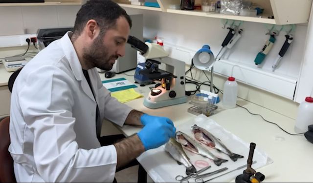 Karadeniz'de balık hastalıkları ile mücadele devam ediyor