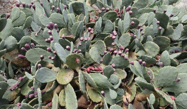 Sinop'un meşhur yer inciri şifa dağıtıyor