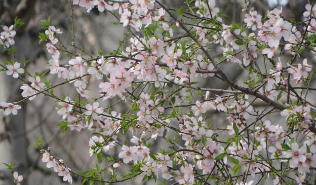 Sinop’ta şubat ayında şeftali ağacı çiçek açtı