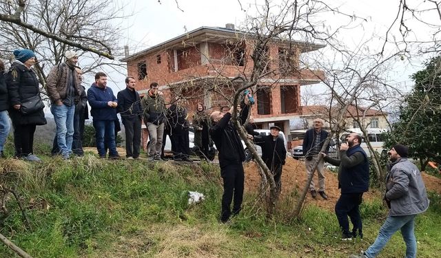Görele'de fındıkta verimin artırılması için uygulamalı fındık bahçesi kuruldu