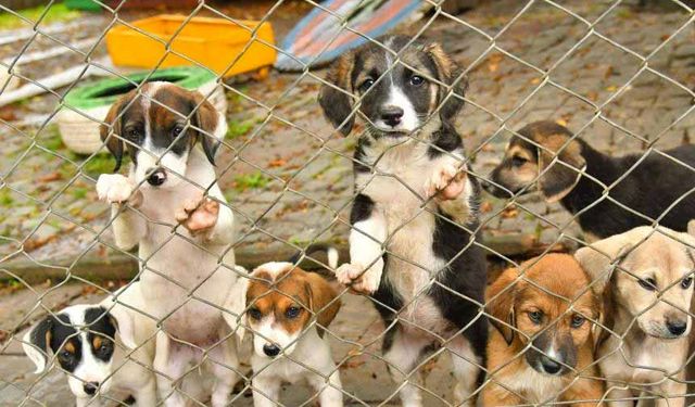 Can dostlara sıcak yuva: 507 sokak hayvanı sahiplenildi