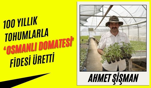 100 yıllık tohumlarla ‘Osmanlı domatesi' fidesi üretti