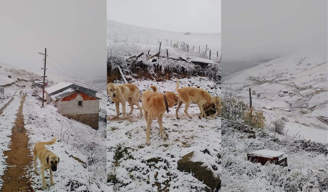 Giresun'un yüksek kesimlerinde kar yağışı etkisini gösterdi