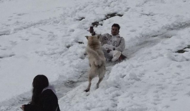 Ayder'de karda kayanlarla oynayan köpek renkli görüntüler oluşturdu