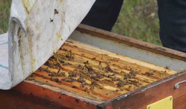 Arıcılıkta kışlatma dönemi başladı