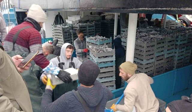 Karadeniz’den tonlarca hamsi çıktı