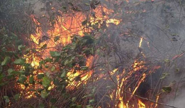 Fındık bahçesinde temizlik için yaktığı ateşin içine düşüp öldü