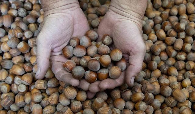 Türkiye, fındık ihracatından 2025'in ilk 4 ayında 852 milyon doları aşkın gelir sağladı