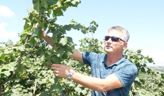 ZMO Başkanı Cemil Pehlevan’dan fındık fiyatlarına sert eleştiri: “Fiyat düşürmek için rekolteyi yüksek gösteriyorlar”
