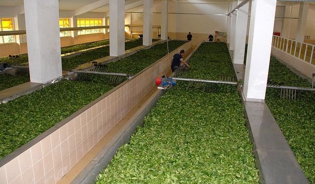 ÇAYKUR, Haziran Ayı Yaş Çay Parasını Hesaplara Aktardı