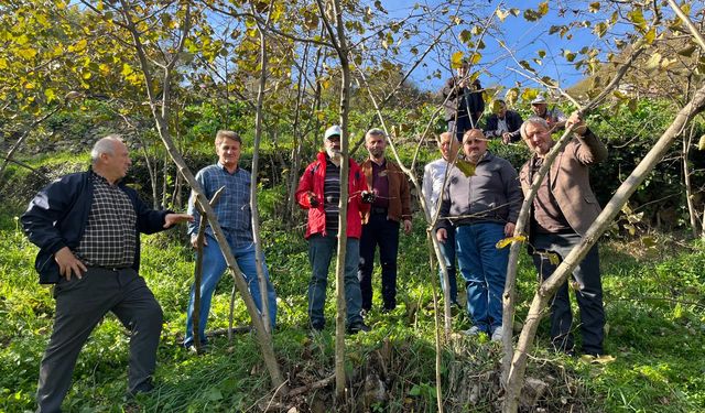 Akçaabat Ziraat Odası Başkanlığı’ndan   Üreticilere Budama Eğitimi