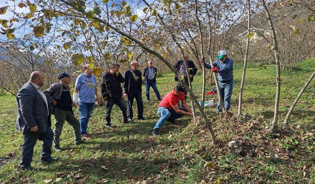 Akçaabat Ziraat Odası üreticilere fındık budama eğitimi verdi