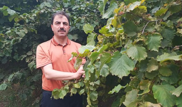 AKÇAABAT ZİRAAT ODASI BAŞKANLIĞINDAN FINDIK ÜRETİCİLERİNE AĞUSTOS AYI İÇİN UYARI!