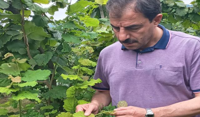 AKÇAABAT ZİRAAT ODASI BAŞKANLIĞINDAN ÜRETİCİLERE TEMMUZ AYI İÇİN UYARI !