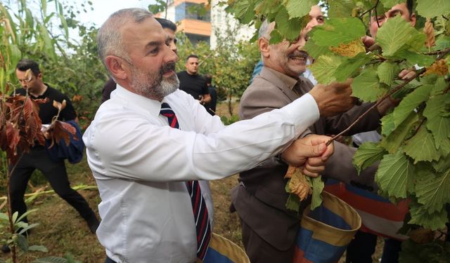 COĞRAFİ İŞARET TESCİLLİ ARSİN FOŞA FINDIĞI'NDA İLK HASAT YAPILDI