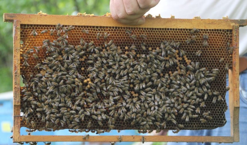 Ordulu arıcı, maske ve eldiven olmadan arılarının bakımını yapıyor, arılarının kendisini tanıdığını iddia ediyor