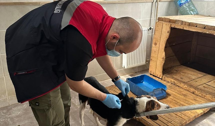Artvin'de Kuduz Şüphesi Üzerine Sahipsiz Köpekten Numune Alındı