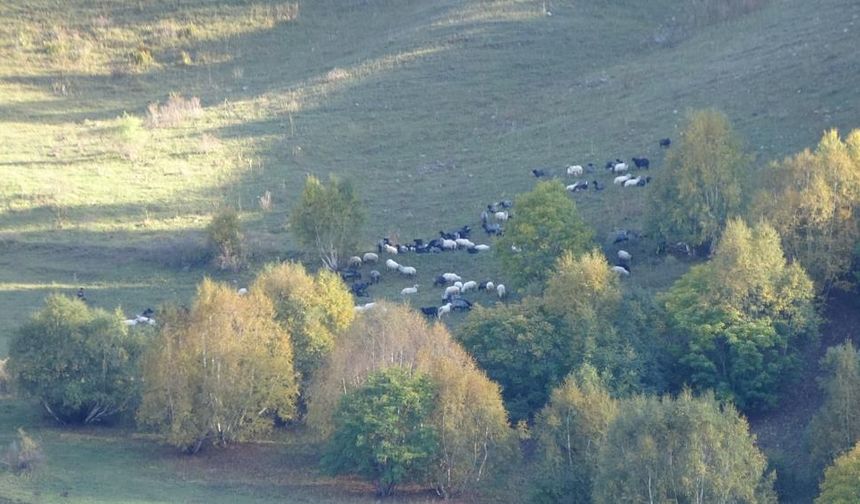 Artvin'in Ardanuç ilçesi ahşap mimarisi, tarihi eserleri, yaylaları ve yaban hayatı çeşitliliğiyle dört mevsim boyunca ziyaretçilerine farklı güzellikler sunuyor. Özellikle Zekerya köyü, sonbaharın ilk yaşandığı yerlerden biri olarak son yıllarda tanınırlığını artırıyor. 
