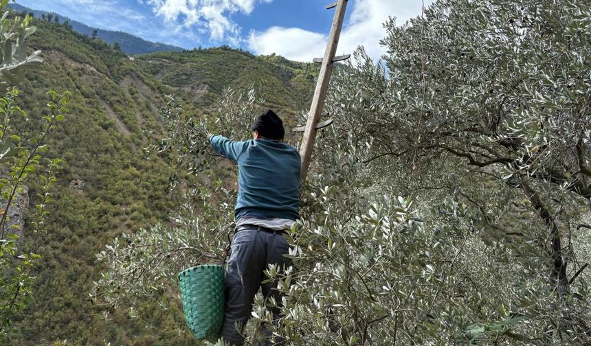 Artvin'de asırlık zeytin ağaçlarından hasat başladı (Artvin Haber)