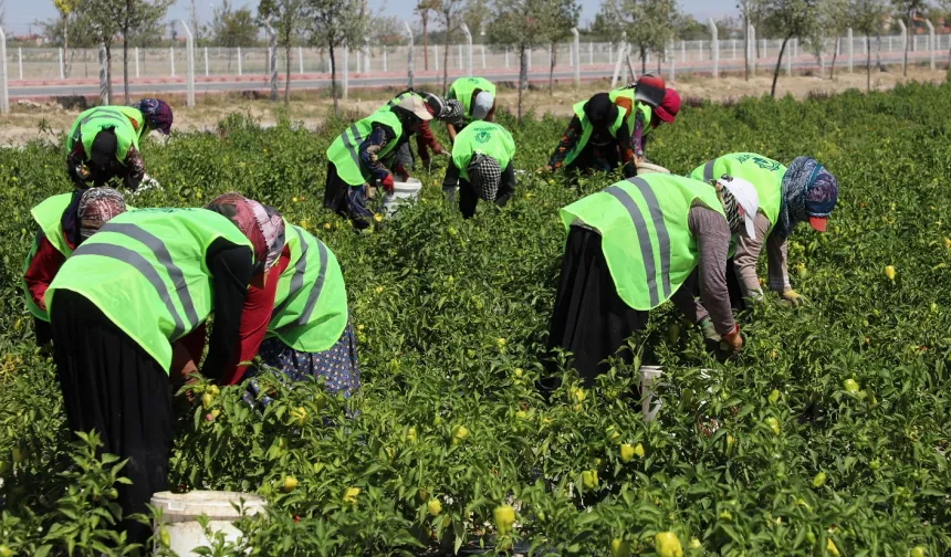 Binlerce yıllık Ata tohumları Karatay'da hayat buluyor