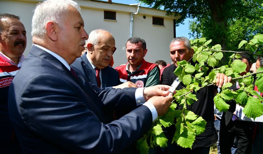 Trabzon’da Samuray Arısı Vali Aziz Yıldırım’ın Katılımıyla Doğaya Salındı
