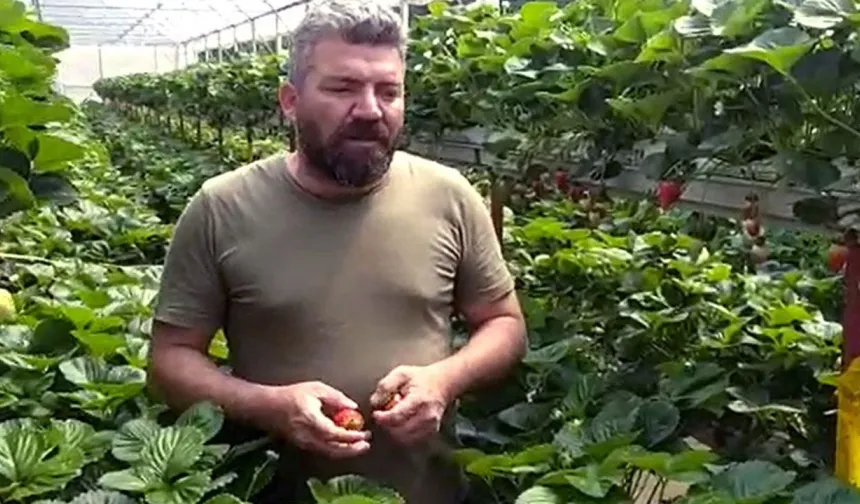 ÇİLEK'TE DEV HASAT!