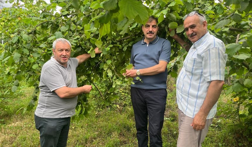 2026 YILI FINDIKTA TAHMİNİ REKOLTE ÇALIŞMALARI BAŞLADI