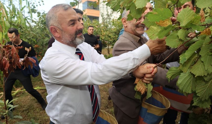 COĞRAFİ İŞARET TESCİLLİ ARSİN FOŞA FINDIĞI'NDA İLK HASAT YAPILDI