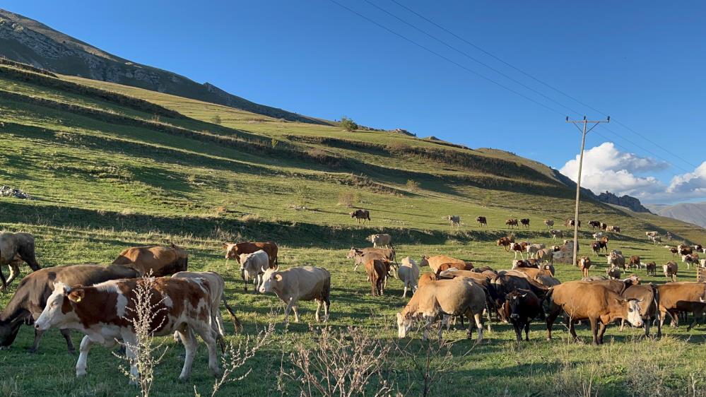 Artvin'de sonbahar ilk bu köye uğruyor (Artvin Haber)