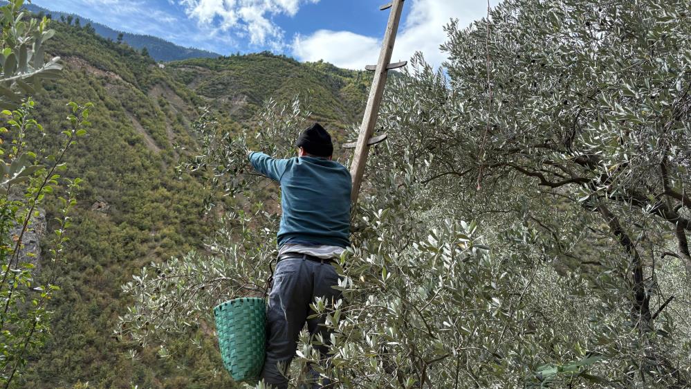 Artvin'de asırlık zeytin ağaçlarından hasat başladı (Artvin Haber)