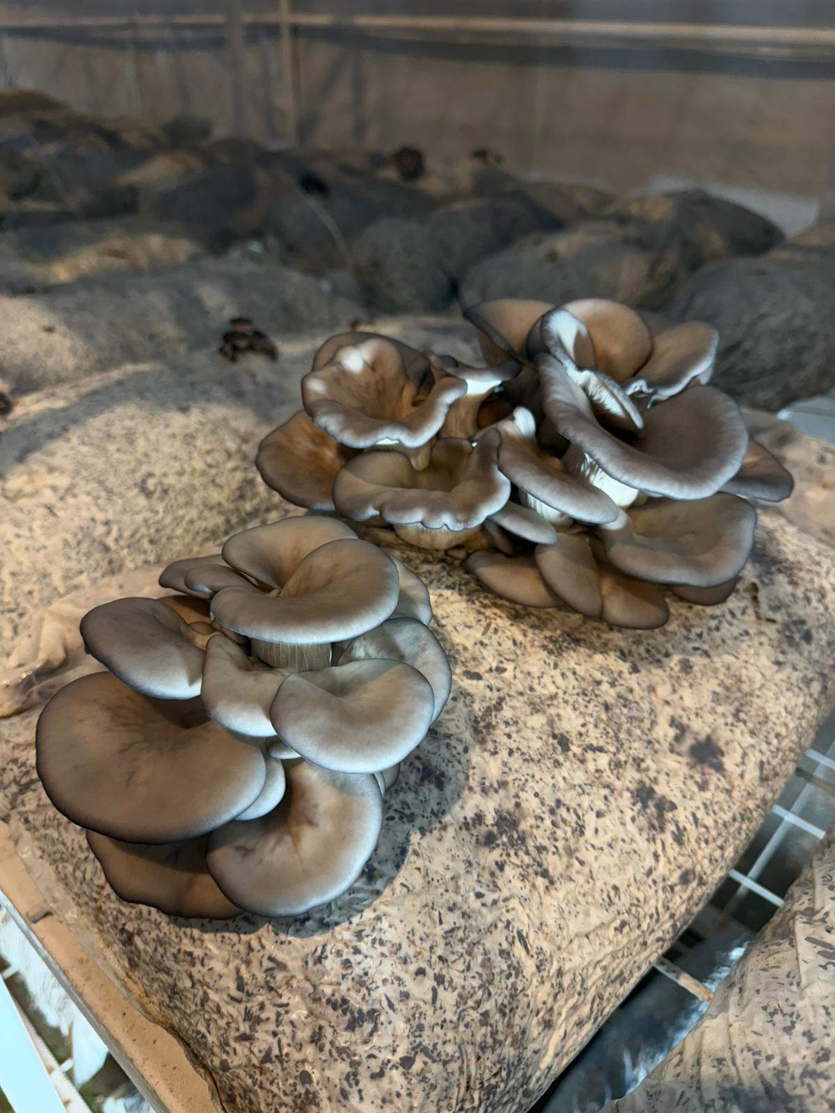 ‘En Mutlu Köy’ 3